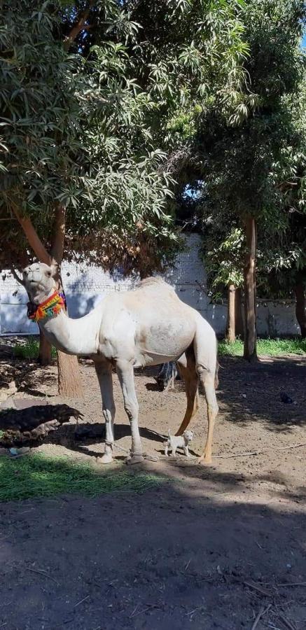 Habibi Nubian Guest House-Nubian Hospitality Асуан Екстериор снимка